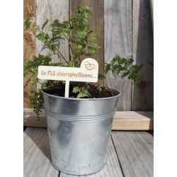 Etiquette plante