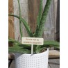 Etiquette plante