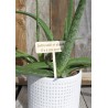 Etiquette plante